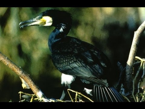 WBF - Der Kormoran - Ein Vogel im Spannungsfeld von Ökonomie und Ökologie (Trailer)
