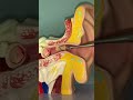 Ear Surgery