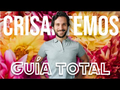 "Los Cambios Necesarios para que Florezcan" Cuidados de Crisantemos 🌸