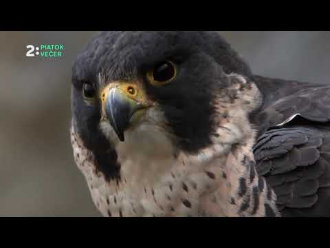 Návrat sokola (1.5.)