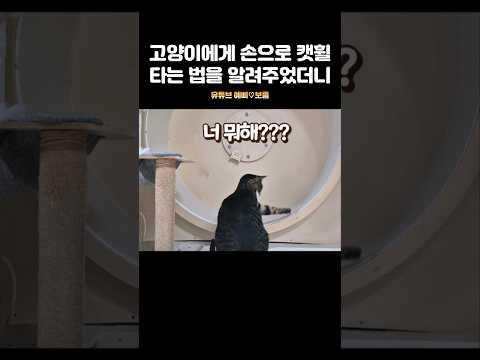고양이에게 손으로 캣휠 타는법을 알려주었더니