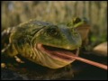 Budweiser Frogs Commercial with the frogs tongue on a truck