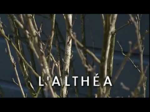 comment soigner hibiscus