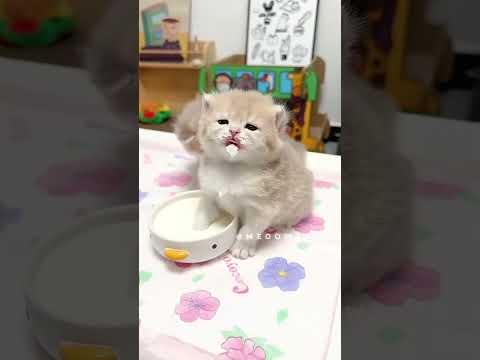 This kitten just stole my heart ❤️ #cute #kitten #cat #meow