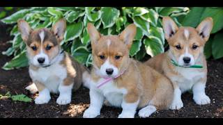 Video preview image #1 Pembroke Welsh Corgi Puppy For Sale in LITITZ, PA, USA