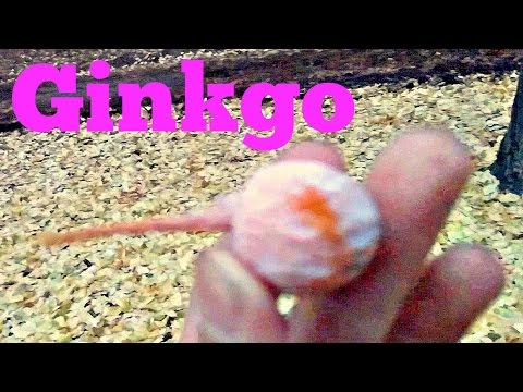 Ginkgo Nut Review - Weird Fruit Explorer Ep. 127