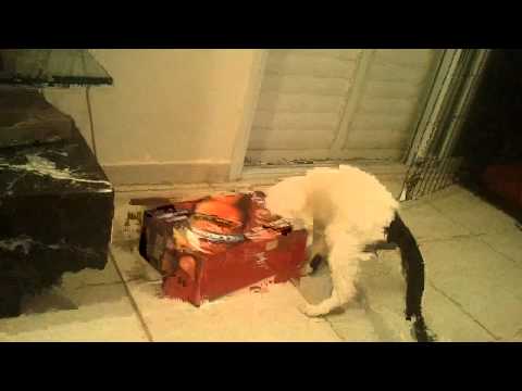 A cat and a twelve pack