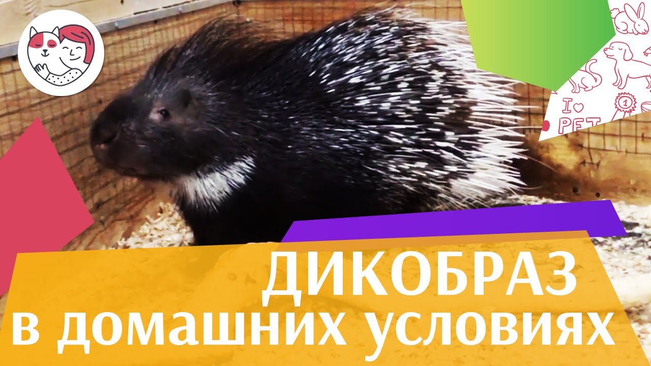 Дикобраз в домашних условиях на ilikepet: на что стоит обратить внимание