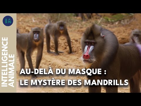 À la découverte de la sociologie du mandrill I IA