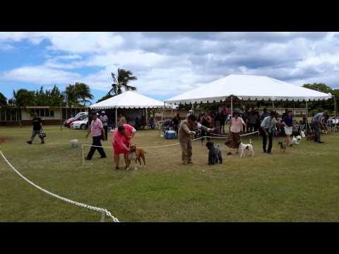 Gomes' Gift From Kevin Meling (PONO)