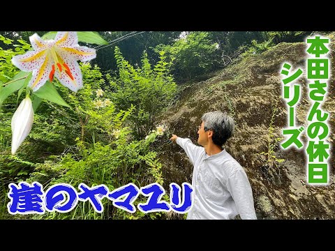 オオユリ 植物