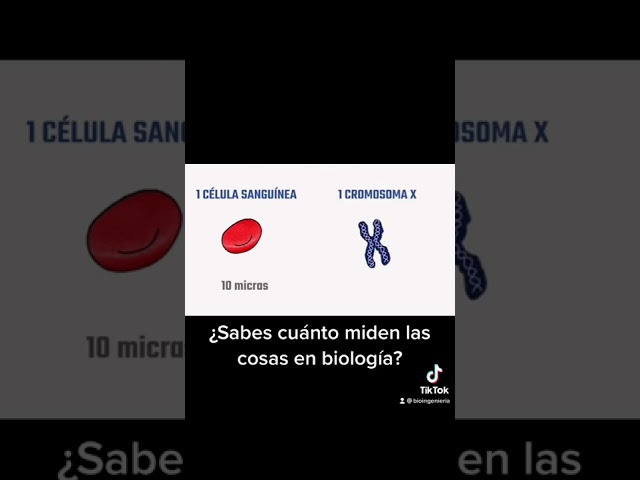 Vídeo relacionado con Poster Fotográfico Biologia, Ciencia, Cromosoma, Cadena ADN Azul Blanco Tamaño total: 131 x 62 cm XXL