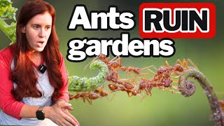 Ants in the Garden: Pest Patrol or Aphid Ranchers? 🐜