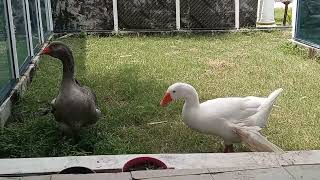 Gambia: Bird Symbolism PT. 2