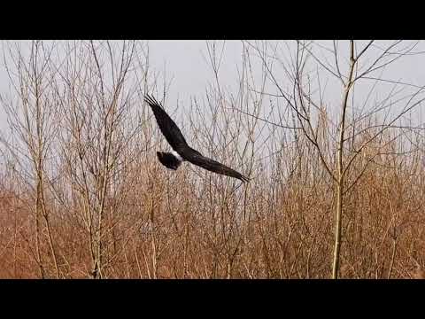 Hen Harrier female hunting close up — Circus cyaneus