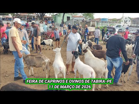 Feira de animais de Tabira-PE dia 11/03/26