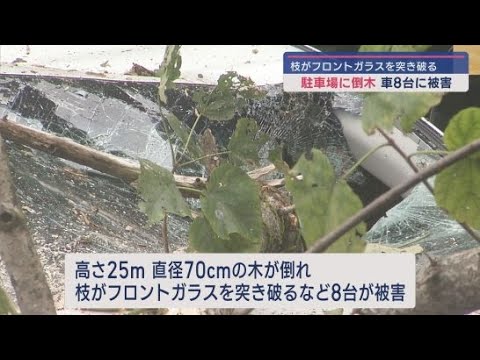 YouTube Video 体育館駐車場の木が倒れる　車８台に被害　けが人はなし 　静岡・伊豆の国市