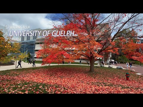 💖Autumn Walking in the University of Guelph|Canada 4K