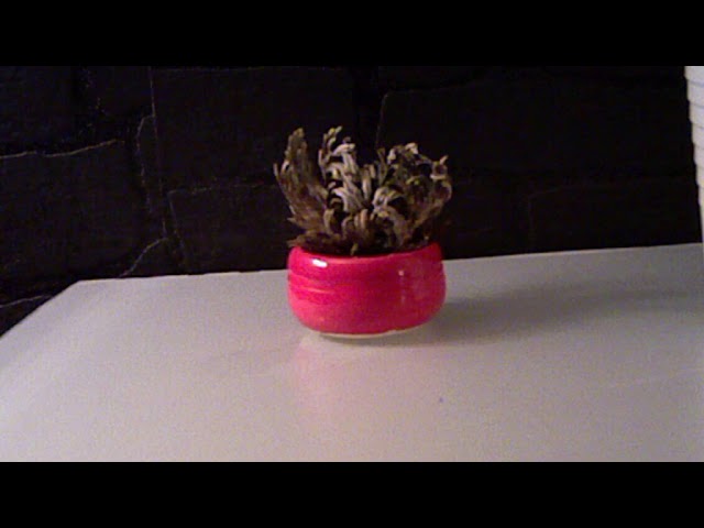 Timelapse VideoCap — Jour 6