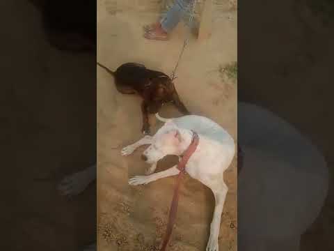 noora😍🐶 with pitbull 🐕🐕‍🦺