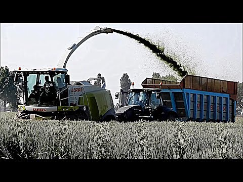 LISSIGNOLI (2017) - CLAAS JAGUAR 970 & 4 DEUTZ - TRINCIATURA TRITICALE
