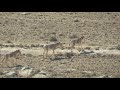 פראים הר הנגב Onager