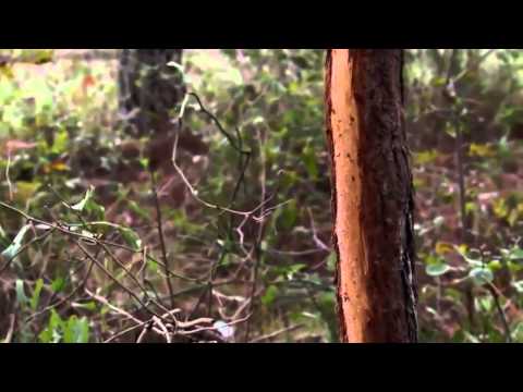 Nature Documentary : {The Private Life of Deer}