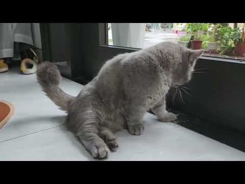 Touching Moment Recorded by Owner on a Rainy Day of Little Cat Missing His Mother