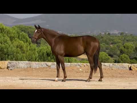 Lilás lusowarmblood