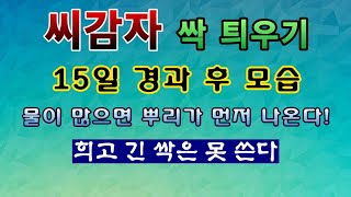 [텃밭농부 1,779]  씨감자 싹틔우기 15일째 모습. 이런 싹은 못쓴다 주의사항! #감자재배