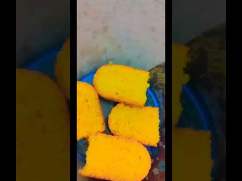 Special Custard Fruit Trifle Recipe By Khadija Eats #shorts #youtubeshorts #reels