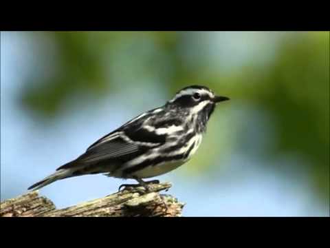 download lagu mp3 mp4 Sonidos De La Naturaleza Cortos, download lagu Sonidos De La Naturaleza Cortos gratis, unduh video klip Sonidos De La Naturaleza Cortos