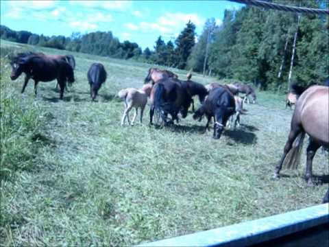 Pihkalan 7. äänitehosteita! Venyvät Oudot Ufot