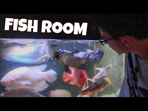 HUGE EXOTIC FISH ROOM TOUR!! *FEEDING*