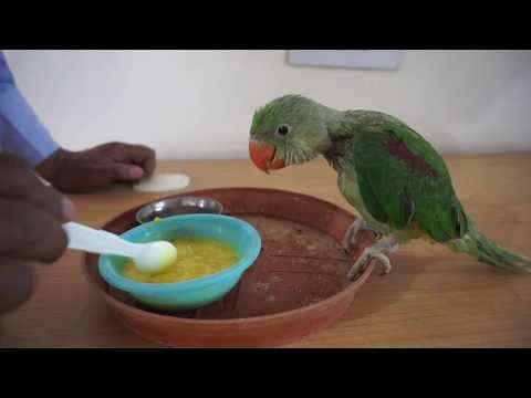 download lagu mp3 mp4 How To Feed A Baby Parrot, download lagu How To Feed A Baby Parrot gratis, unduh video klip How To Feed A Baby Parrot