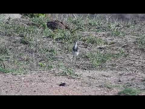 Djuma: Blacksmith Lapwing chick feeding - 07:07 -  11/01/21