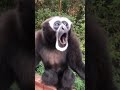 Viral Video Discovery Monkey Reels Animals Video Shorts