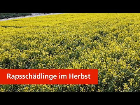 Rapsschädlinge im Herbst