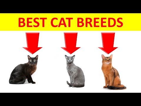 The 10 Best Cat Breeds for First-Time Owners to Consider