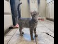 Meet CRACKERS A Silly Sweet Grey Tabby Kitten