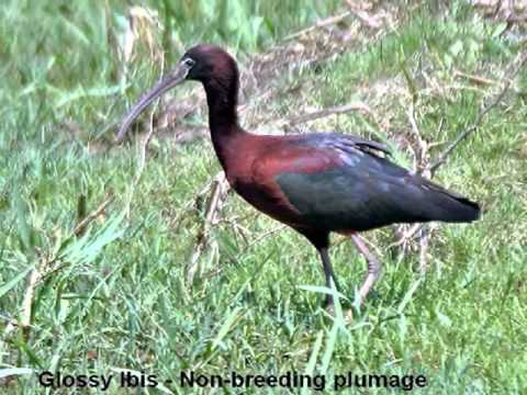 My Choice - Ziehrer: Mein Herz hängt an Wien Walzer