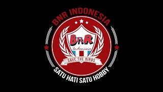 CUCAK HIJAU RAJA TEMBAK  JAMBUL NGENTROK DI BANG BOY SATOE CUP 1