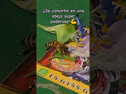 Abeja súper poderosa.Los Molles.San Luis🇦🇷