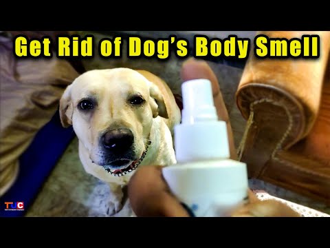 YouTube video about: What is the best smelling dog cologne?