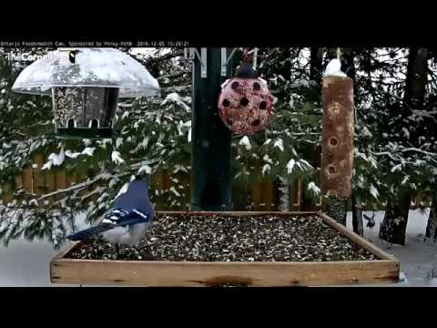 Blue and Gray Jays Swap Time at the Feeders – Dec. 5, 2016