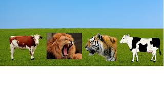 SAFARI DA FELICIDADE