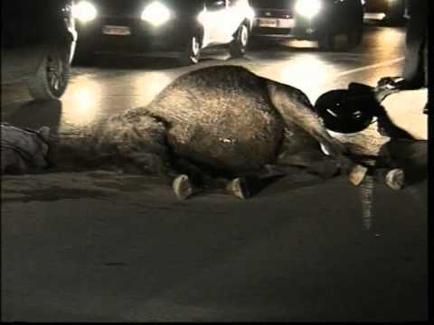 Ruoppolo Teleacras - Equine Incident