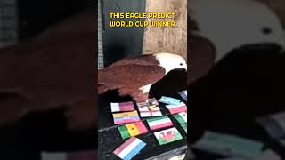 Eagle Predict World Cup Winner  #Shorts #worldcup2026  #football