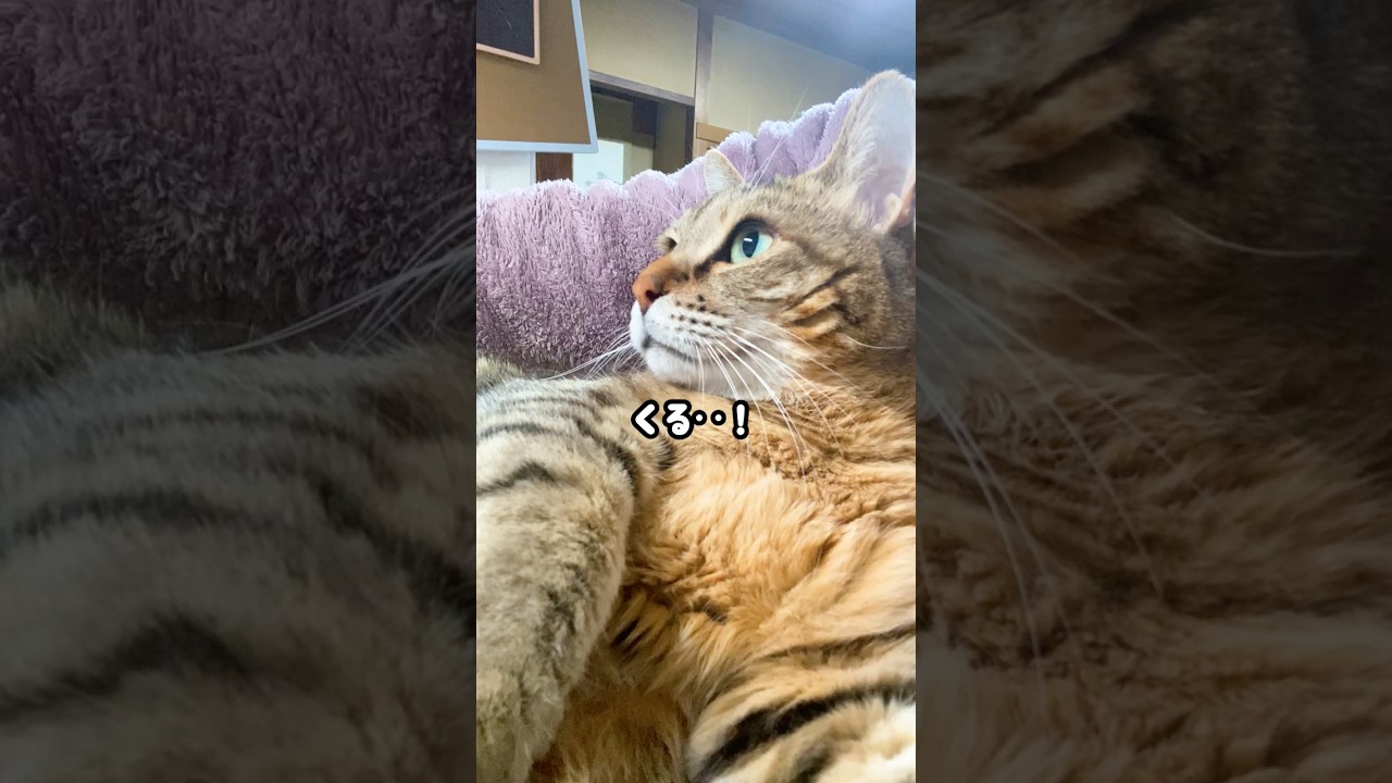 さすが元野良猫！猫が見るテレビを見せたら…汗 #元野良猫 #甘えん坊 #猫のいる暮らし