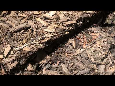 The Mulch is Full of Ants in Long Branch, NJ